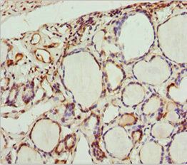 SCRN2 antibody