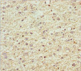 SCRN2 Antibody