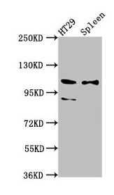 SCUBE2 antibody