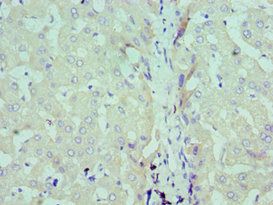 SDC1 Antibody