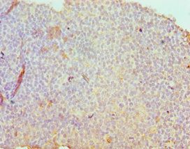 SDC1 Antibody