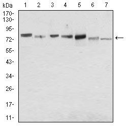 SDC1 Antibody