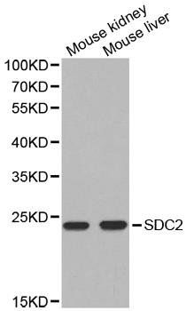 SDC2 antibody