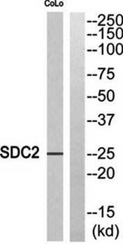 SDC2 Antibody