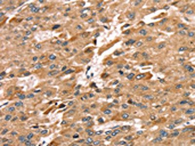 SDC3 Antibody