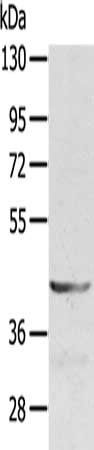 SDC3 antibody