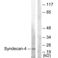 SDC4 (Ab-179) Antibody