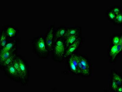 SDC4 Antibody