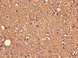 SDC4 Antibody