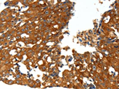 CXCL12 Antibody