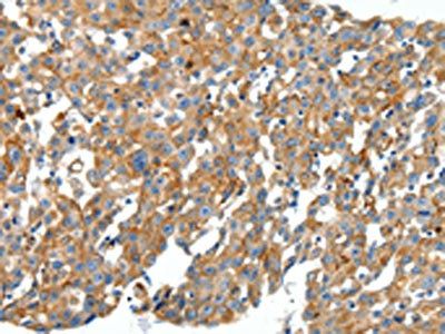 CXCL12 Antibody