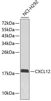SDF1 antibody