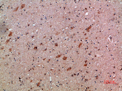 CXCL12 Antibody
