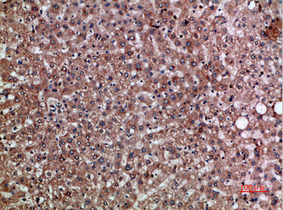 CXCL12 Antibody