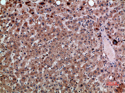 CXCL12 Antibody