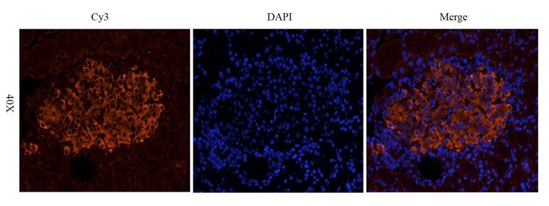 SDF1 antibody