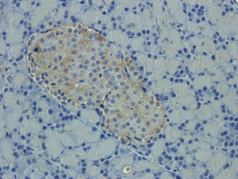 SDF1 antibody