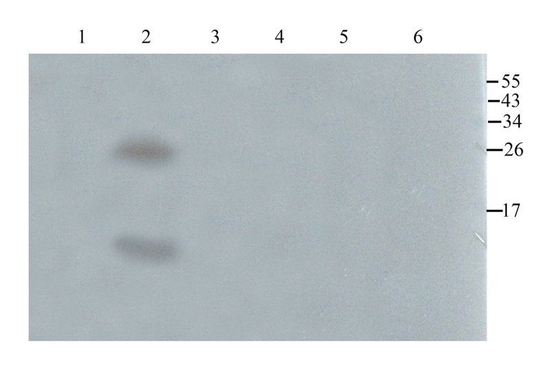 SDF1 antibody