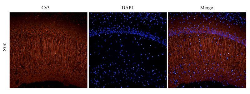 SDF1 antibody