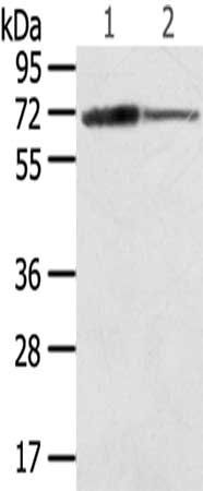 SDHA Antibody