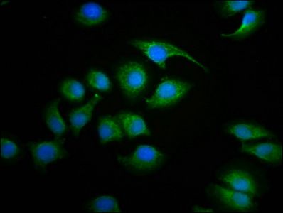 SDHAF2 antibody