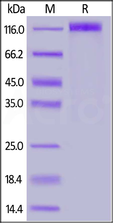 SARS-CoV-2 (COVID-19) S1 protein