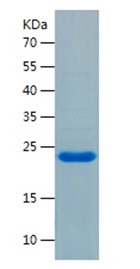 Human HN1 protein