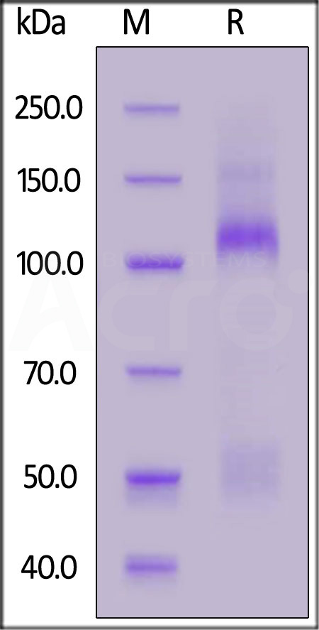 Mouse IGF-I R / CD221 Protein