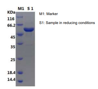 E.coli BGLA protein