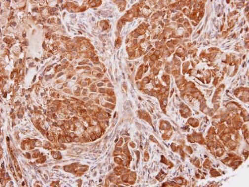 SEC13L1 antibody [N1C3]