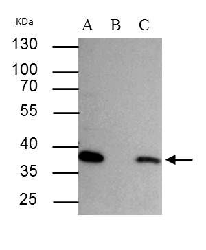 SEC13L1 antibody [N1C3]