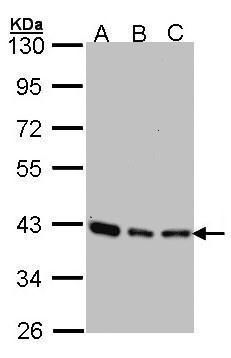 SEC13L1 antibody