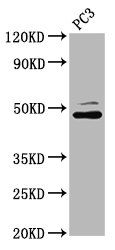 SEC14L2 Antibody