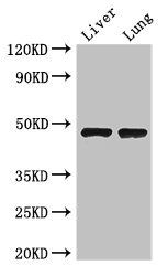 SEC14L3 antibody
