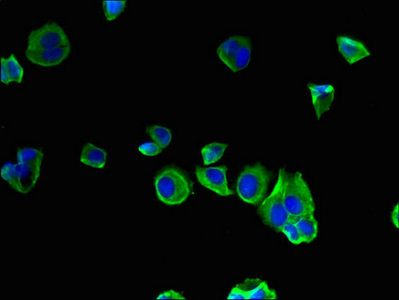 SEC22A Antibody