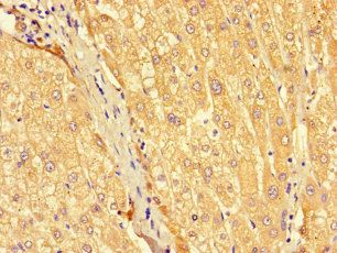 SEC22A Antibody