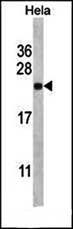 SEC22B antibody