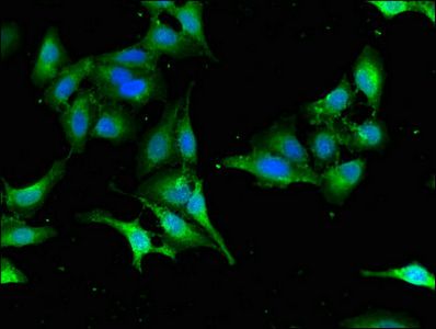 SEC23IP Antibody