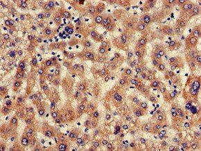 SEC23IP Antibody