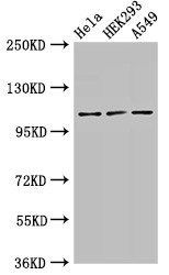 SEC23IP Antibody