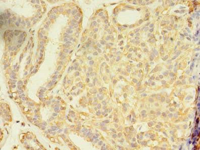 SEC31A Antibody