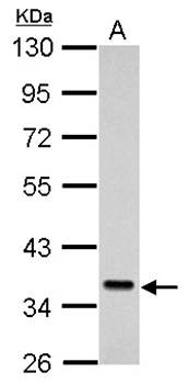 Sec61 alpha antibody