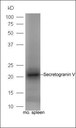 Secretogranin V antibody