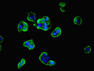 SECTM1 Antibody