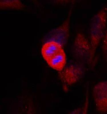 SEK1/MKK4 (Ab-261) Antibody