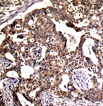 SEK1/MKK4 (Ab-80) Antibody