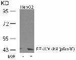 SEK1/MKK4 (Phospho-Ser80) Antibody
