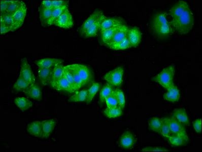 SEL1L Antibody