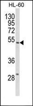 SELENBP1 antibody