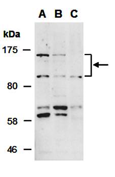 SELP (C1) Antibody, Rabbit Polyclonal
